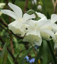 Narcissus Pueblo | John Scheepers Beauty from Bulbs