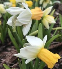 Narcissus Winter Waltz | John Scheepers Beauty from Bulbs