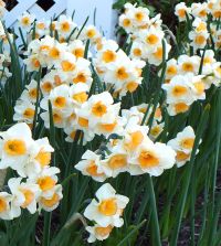 ＊ Narcissus ＊ n_teal_e-w.jpg