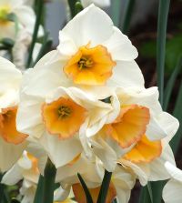 Narcissus Yazz | John Scheepers Beauty from Bulbs