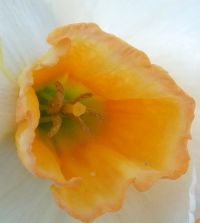 Narcissus Yazz | John Scheepers Beauty from Bulbs
