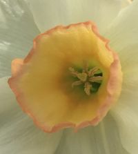 narcissus♡an♡ページ n_audubon_1_1.jpg