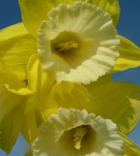 タレントカード narcissus Narcissi Long-lasting 'Large Flowering Mixture' Daffodil from ADR