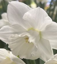 Large Cupped Narcissus Arctic Power | John Scheepers Beauty From Bulbs