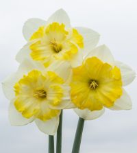 Narcissus トップス セット Narcissus Night Cap – Floret Library