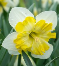 Split-Cup Narcissus Lemon Taffeta | John Scheepers Beauty From Bulbs