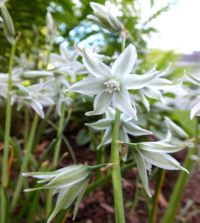 Ornithogalum nutans Silver Bells | John Scheepers Beauty from Bulbs