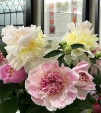 Peony Top Brass | John Scheepers Beauty from Bulbs