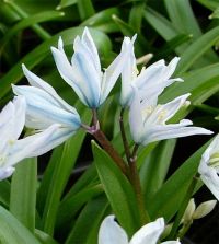Puschkinia scilloides var libanotica