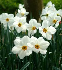 The Scheepers Gold Medal Southland Narcissus Mix