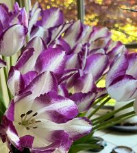 Tulip Affaire | John Scheepers Beauty from Bulbs