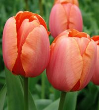 Tulip Apricot Impression | John Scheepers Beauty from Bulbs