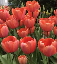 Tulip Apricot Impression | John Scheepers Beauty from Bulbs