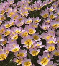 Tulipa bakeri Lilac Wonder | John Scheepers Beauty from Bulbs