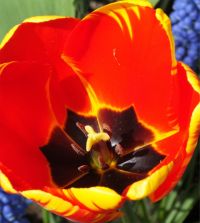 Tulip Banja Luka