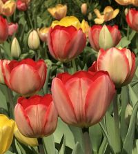 Tulip Big Chief | John Scheepers Beauty from Bulbs
