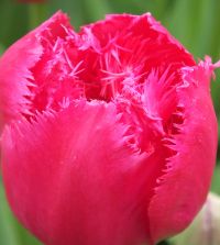 Tulip Burgundy Lace | John Scheepers Beauty from Bulbs