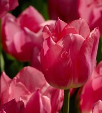 Tulip Christmas Dream | John Scheepers Beauty from Bulbs