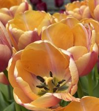 Giant Darwin Hybrid Tulip Coral Pride | John Scheepers Beauty from
