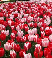 The Delightful Tulip Mixture | John Scheepers Beauty from Bulbs