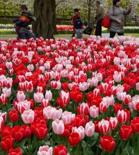 The Delightful Tulip Mixture | John Scheepers Beauty from Bulbs