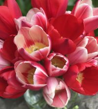 The Delightful Tulip Mixture | John Scheepers Beauty from Bulbs