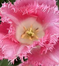 Fancy Frills Tulip | John Scheepers Beauty from Bulbs