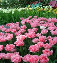 Tulip Foxtrot | John Scheepers Beauty from Bulbs