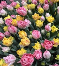 Tulip Foxy Foxtrot | John Scheepers Beauty from Bulbs