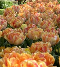 Tulip Foxy Foxtrot | John Scheepers Beauty from Bulbs