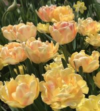 tulip様　ミンクファー　✳️350個 Tulip Foxy Foxtrot | John Scheepers Beauty from Bulbs