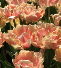 Tulip Foxy Foxtrot | John Scheepers Beauty from Bulbs