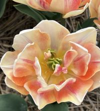 Tulip Foxy Foxtrot | John Scheepers Beauty from Bulbs