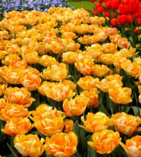 Tulip Foxy Foxtrot | John Scheepers Beauty from Bulbs