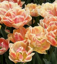 Tulip Foxy Foxtrot | John Scheepers Beauty from Bulbs