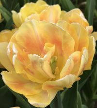 Tulip Foxy Foxtrot | John Scheepers Beauty from Bulbs