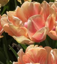 tulip様　ミンクファー　✳️350個 Tulip Foxy Foxtrot | John Scheepers Beauty from Bulbs