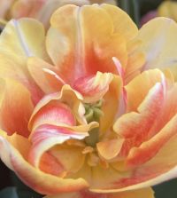 Tulip Foxy Foxtrot | John Scheepers Beauty from Bulbs