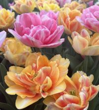 tulip様　ミンクファー　✳️350個 Tulipa Double Mid 'Foxy Foxtrot' Tulip from ADR Bulbs