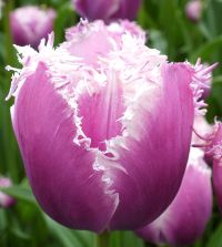 The Fringed Tulip Mixture | John Scheepers Beauty from Bulbs