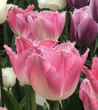 The Fringed Tulip Mixture | John Scheepers Beauty from Bulbs