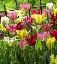 The Green Tulip Mixture | John Scheepers Beauty from Bulbs