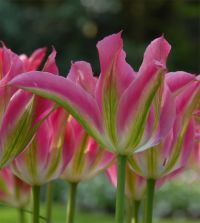 The Green Tulip Mixture | John Scheepers Beauty from Bulbs
