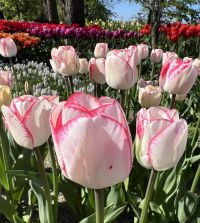 Triumph Tulip Hugs & Kisses | John Scheepers Beauty from Bulbs