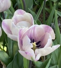 Tulip Jacuzzi | John Scheepers Beauty from Bulbs
