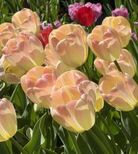 Tulip Canary Melon | John Scheepers Beauty From Bulbs