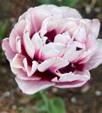 Tulip La Delicatesse | John Scheepers Beauty From Bulbs