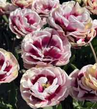 Tulip La Delicatesse | John Scheepers Beauty From Bulbs