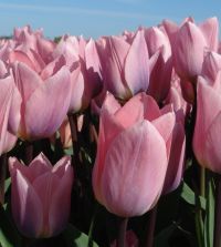 Tulip Light & Dreamy | John Scheepers Beauty From Bulbs