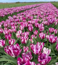 Tulip Ohio | John Scheepers Beauty from Bulbs